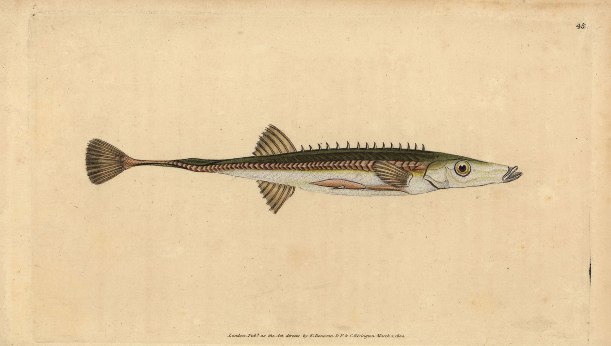 Épinoche de mer, Spinachia spinachia - Edward Donovan