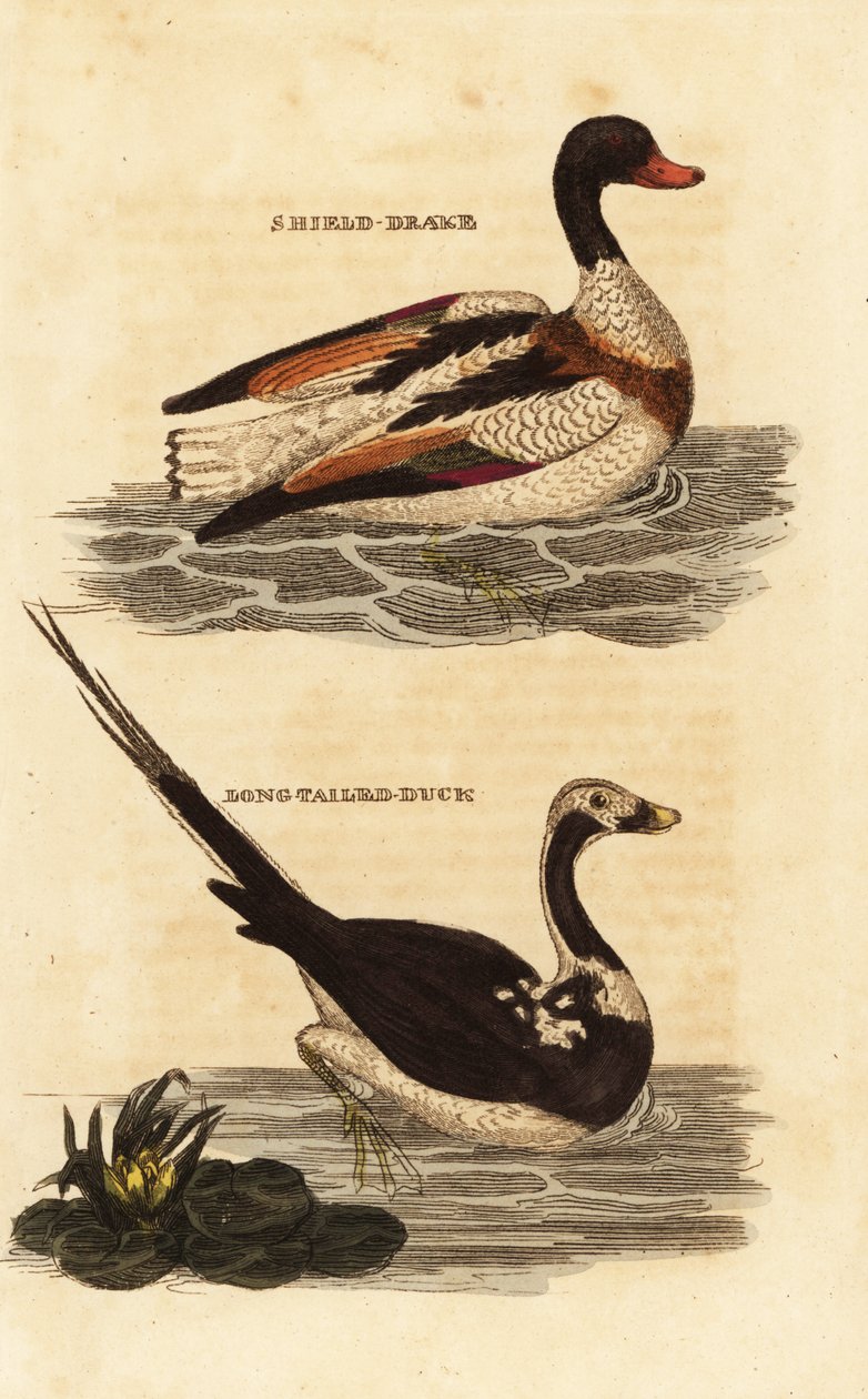 Tadorne de Belon, Tadorna tadorna, et harelde kakawi, Clangula hyemalis - Edward Donovan