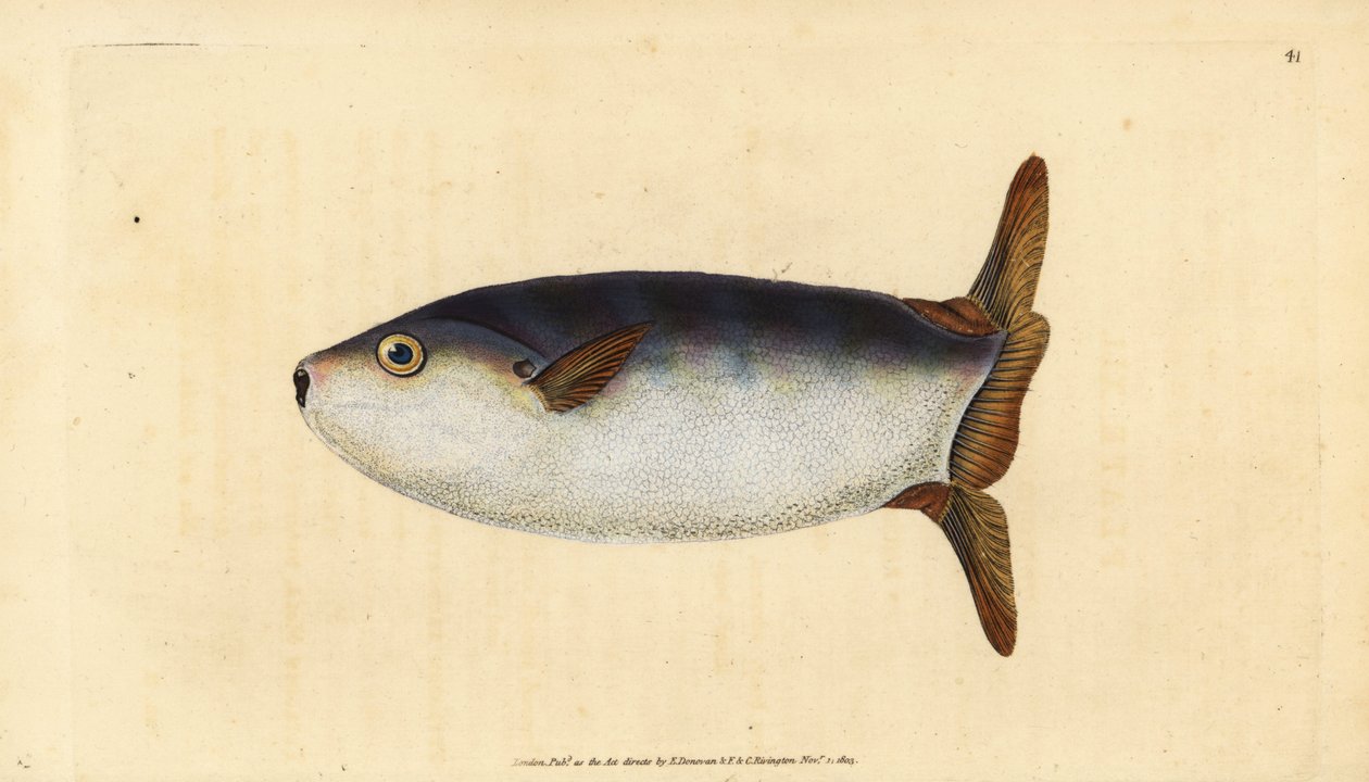 Poisson-lune élancé, Ranzania laevis - Edward Donovan