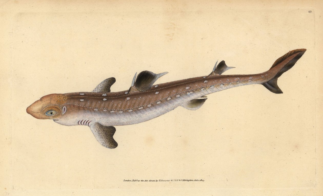 Aiguillat commun, Squalus acanthias - Edward Donovan
