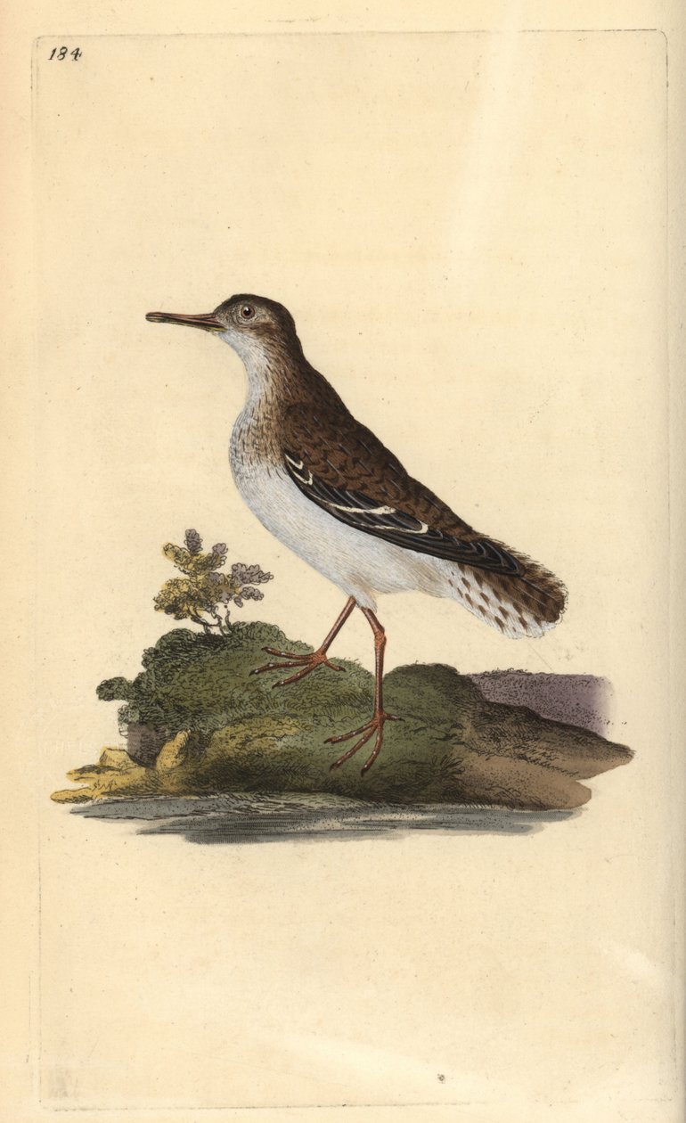 Chevalier grivelé, Actitis macularia. Gravure sur cuivre colorée à la main tirée de l
