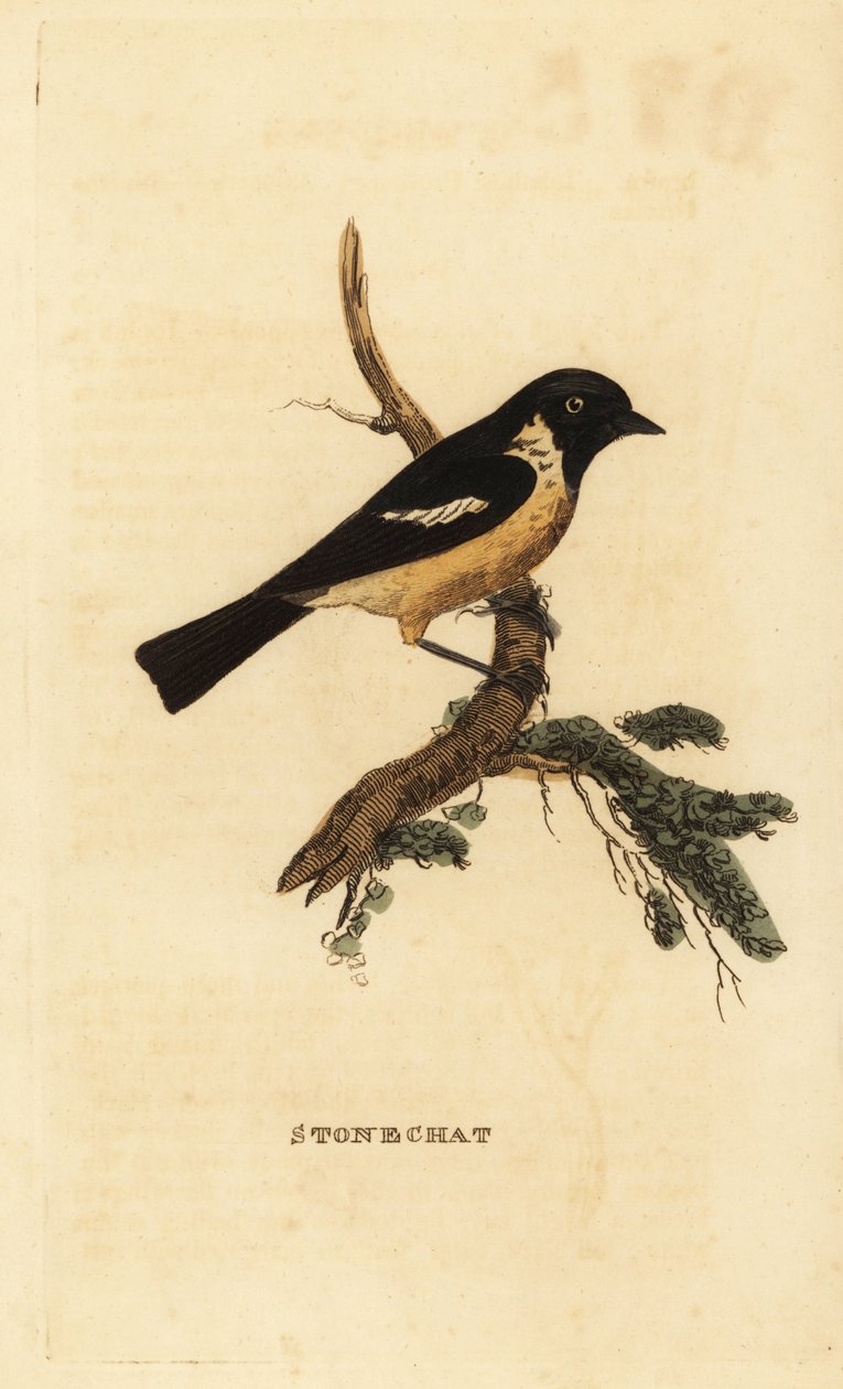 Tarier pâtre, Saxicola rubicola - Edward Donovan
