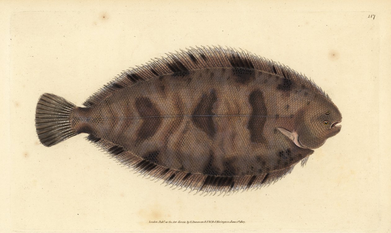 Sole épaisse, Microchirus variegatus. Gravure à la main en cuivre dessinée et gravée par Edward Donovan de son Histoire naturelle des poissons britanniques, Donovan et F.C. et J. Rivington, Londres - Edward Donovan