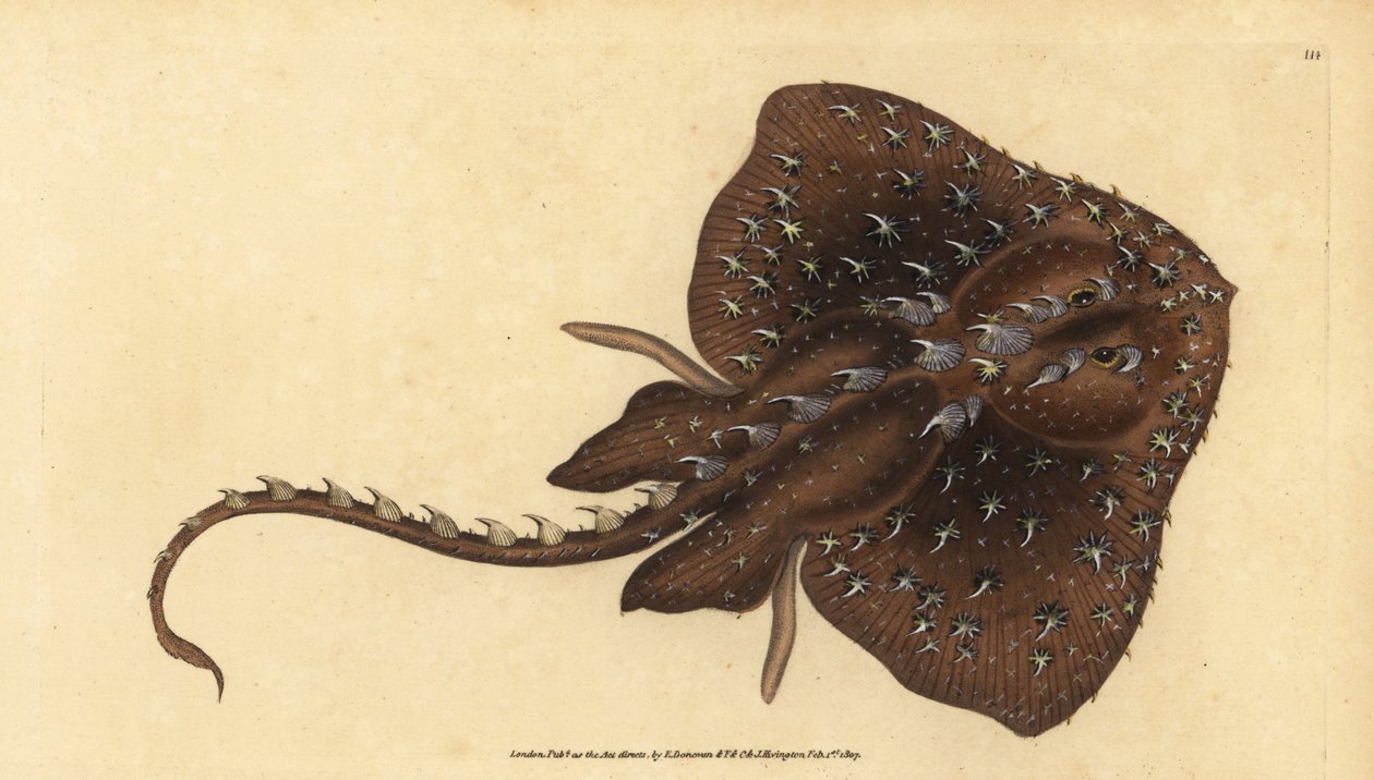 Raie épineuse, Amblyraja radiata. Gravure à la main par Edward Donovan de son Histoire naturelle des poissons britanniques - Edward Donovan