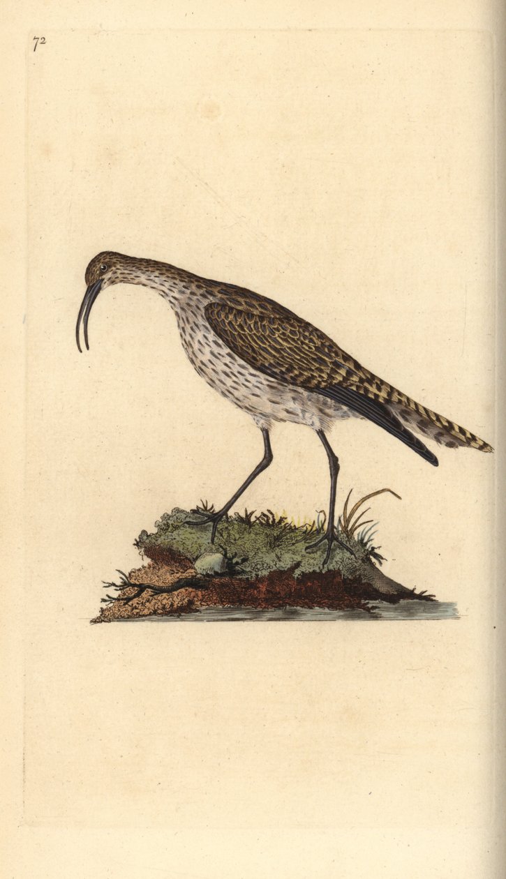 Courlis corlieu, Numenius phaeopus. Gravure à la main en cuivre dessinée et gravée par Edward Donovan de son propre Histoire naturelle des oiseaux britanniques, Londres - Edward Donovan
