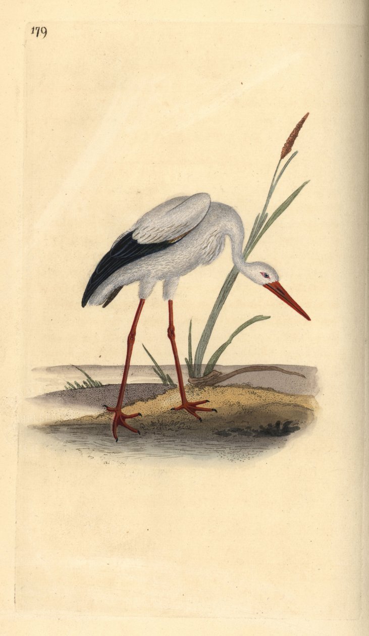 Cigogne blanche, Ciconia ciconia - Edward Donovan
