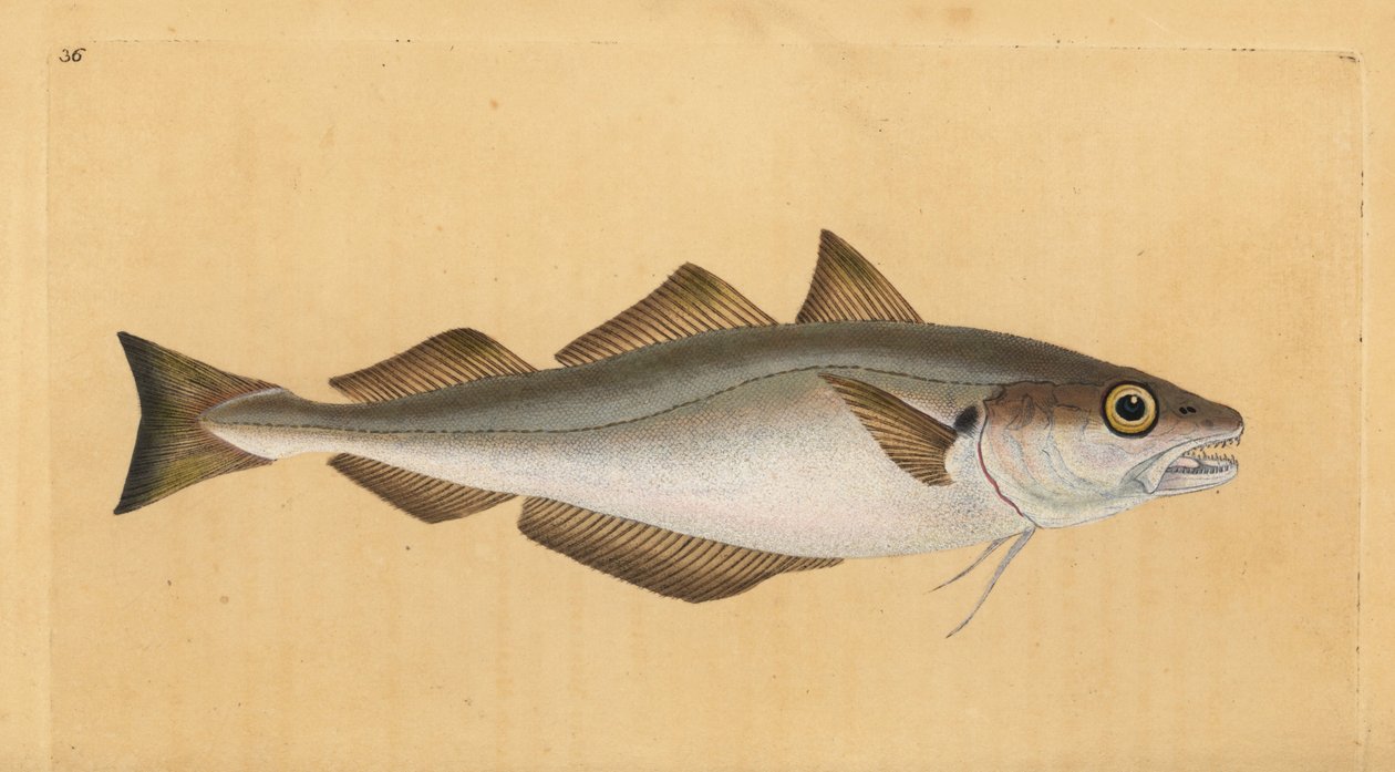 Merlan, Merlangius merlangus - Edward Donovan
