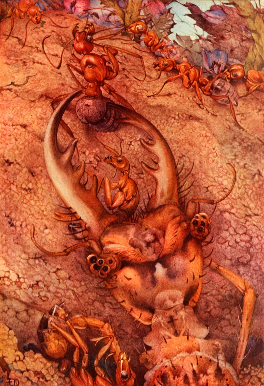 La Fourmi-lion, 1914 - Edward Julius Detmold