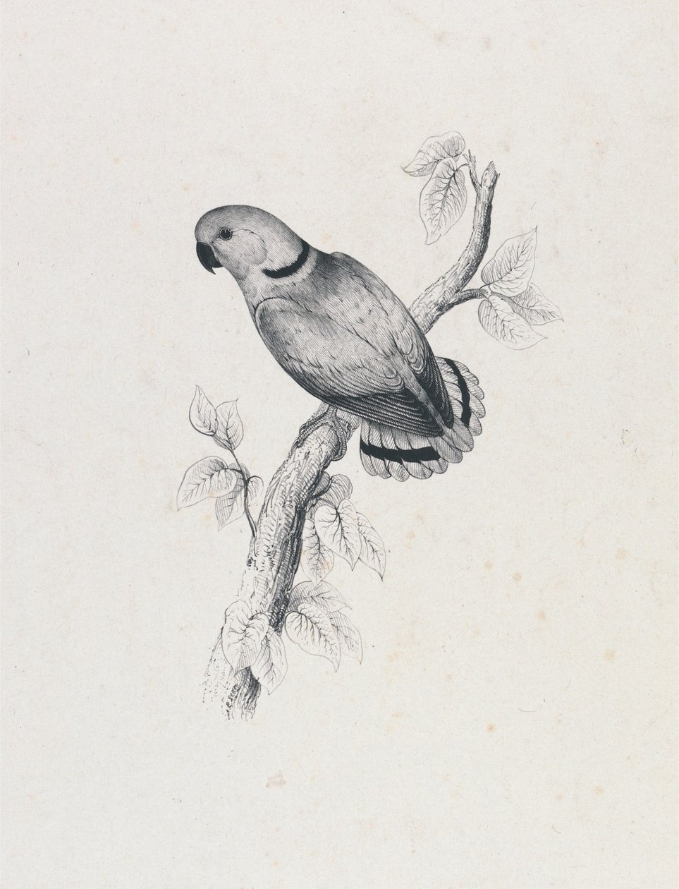 (Perruche de Swindern) (Planche 42) - Edward Lear