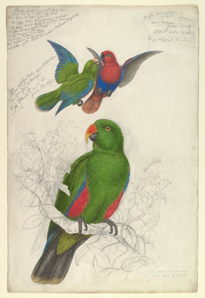 Eclectus roratus polychloros - Edward Lear