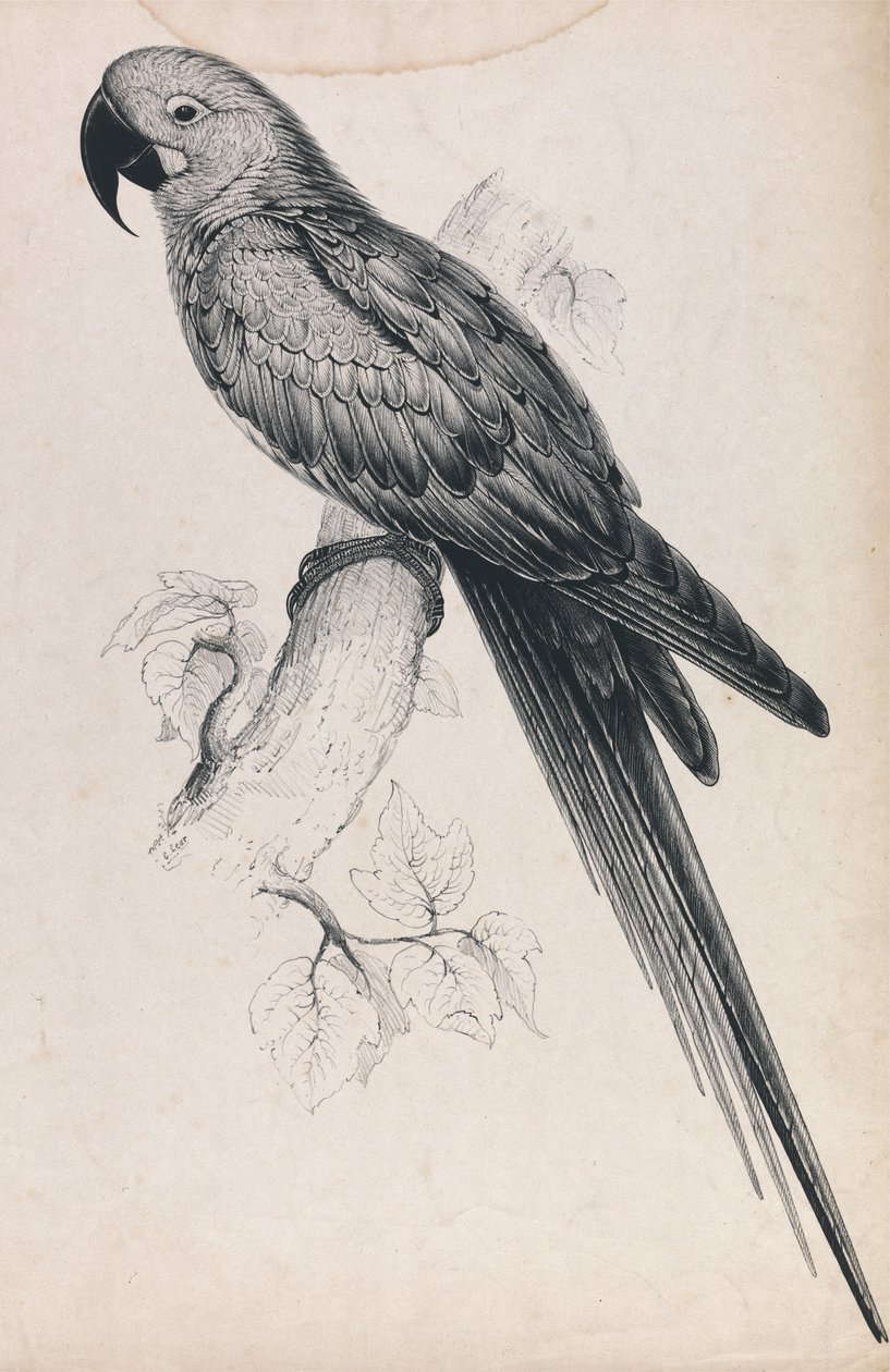 Ara hyacinthin (planche 9) - Edward Lear