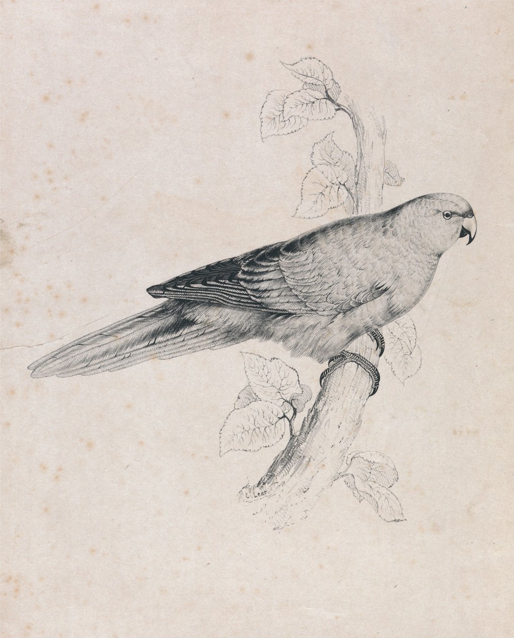 Perruche du Pacifique (Planche 26) - Edward Lear