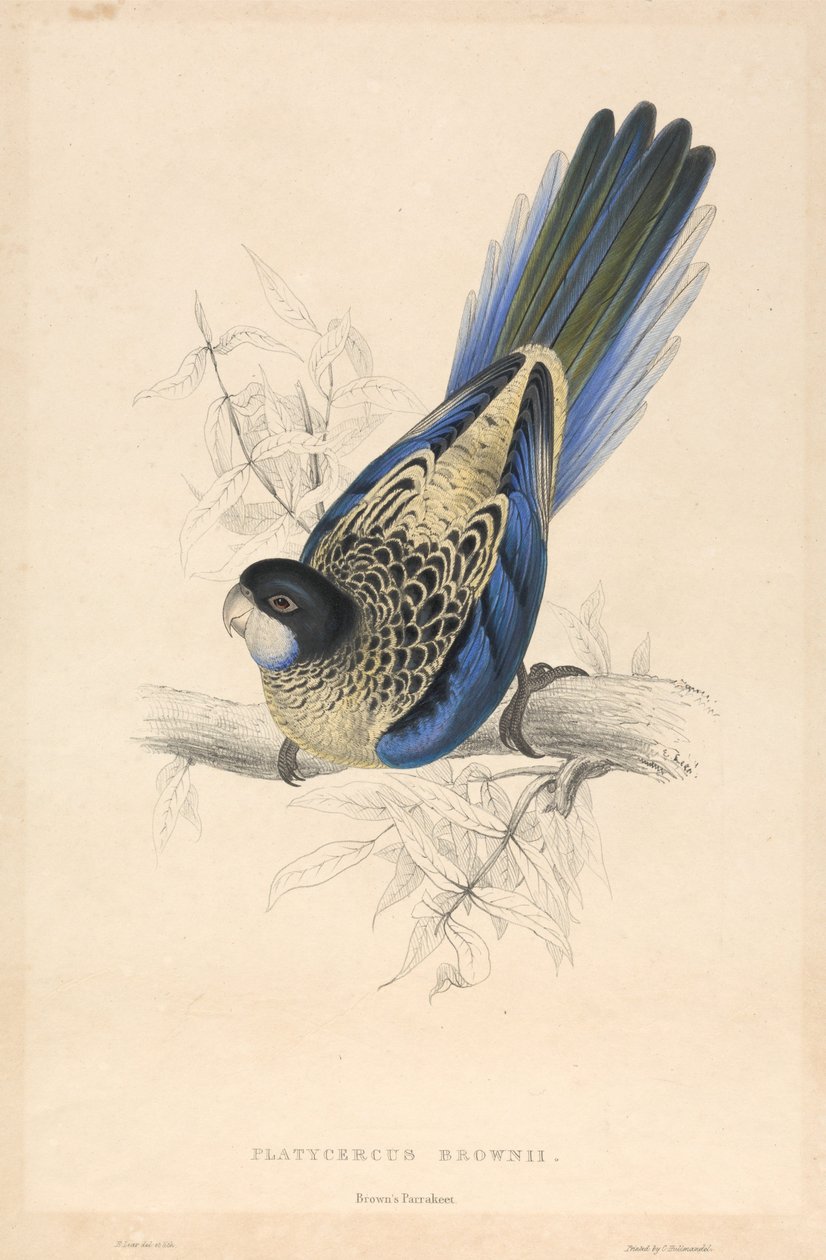 Platycercus brownii / Perruche de Brown - Edward Lear