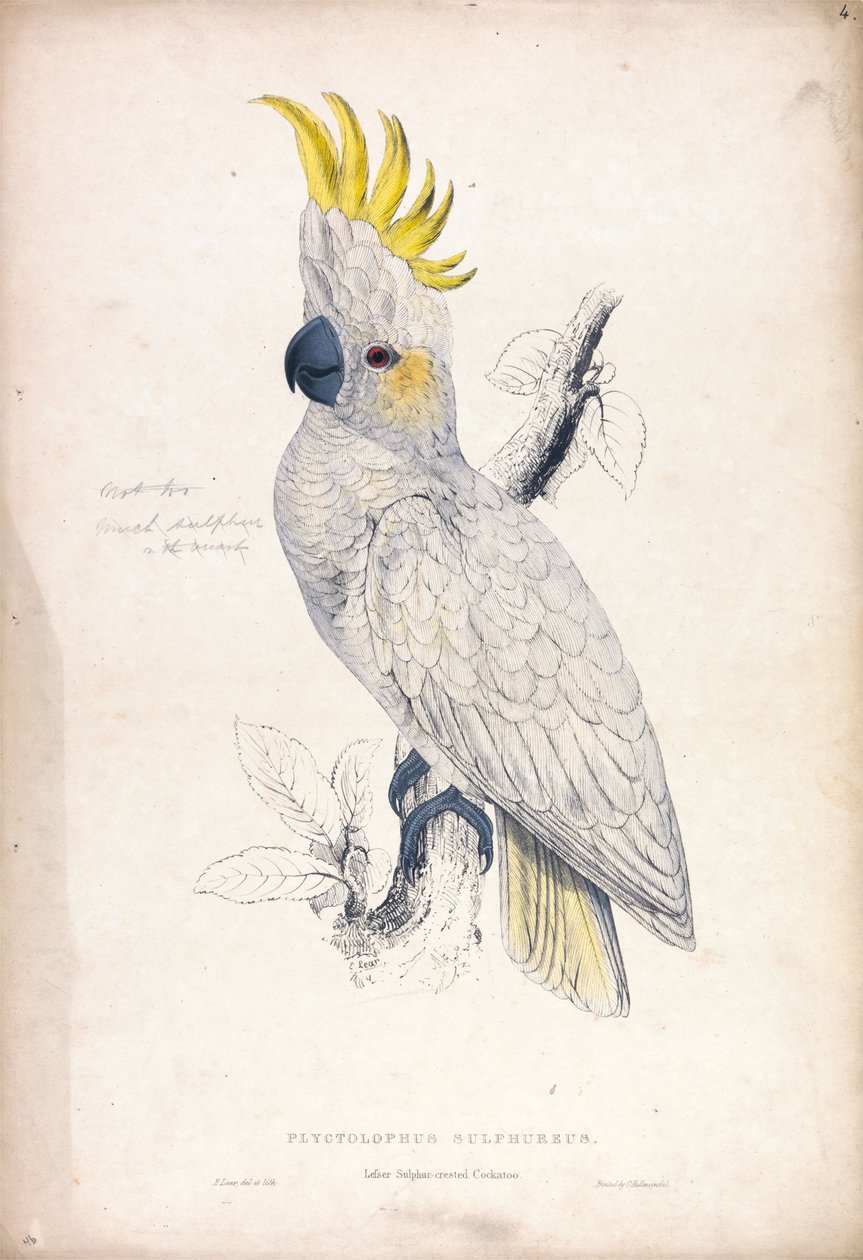 Plyctolophus sulphureus / Cacatoès à crête jaune (Planche 4) - Edward Lear