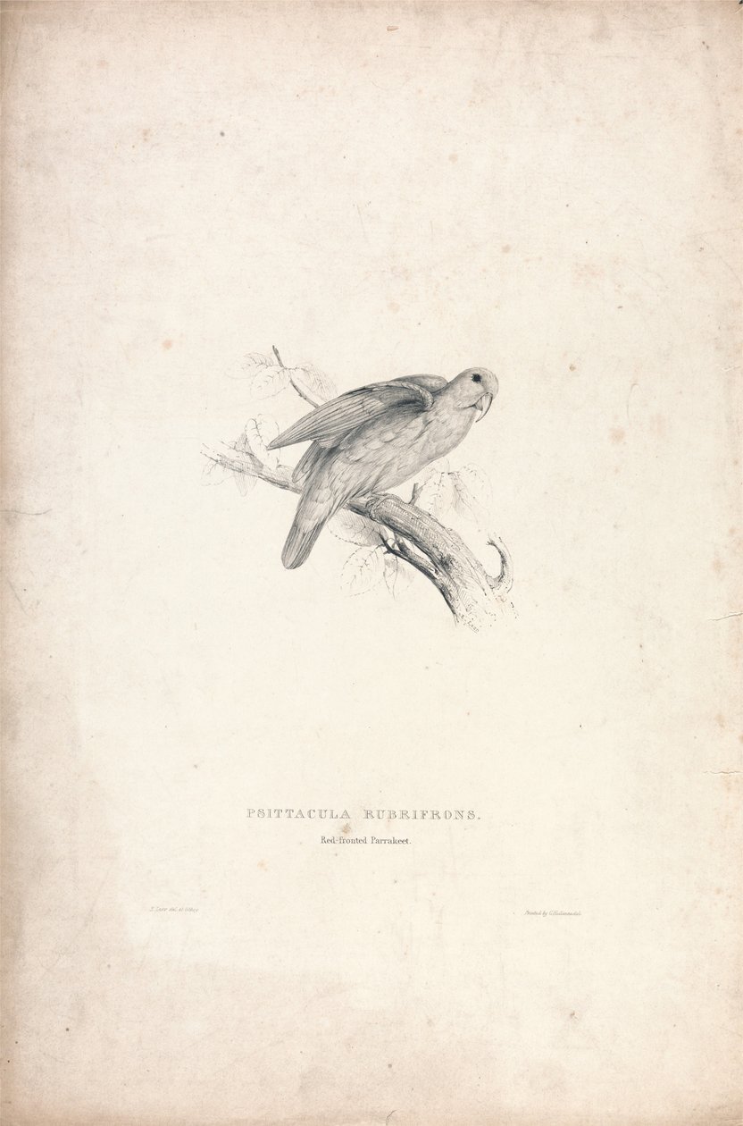 Psittacula rubrifrons / Perruche à front rouge (planche 41) - Edward Lear