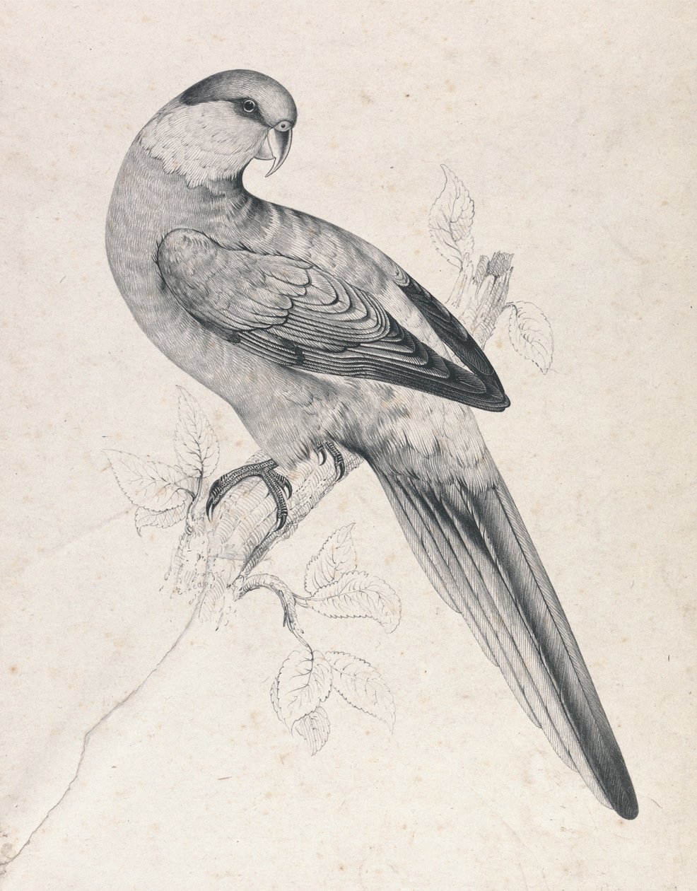 Perruche à calotte rouge, mâle (planche 21) - Edward Lear