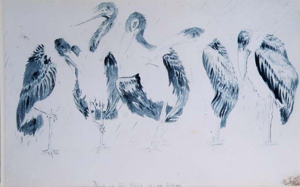 Études de cigognes - Edward Lear