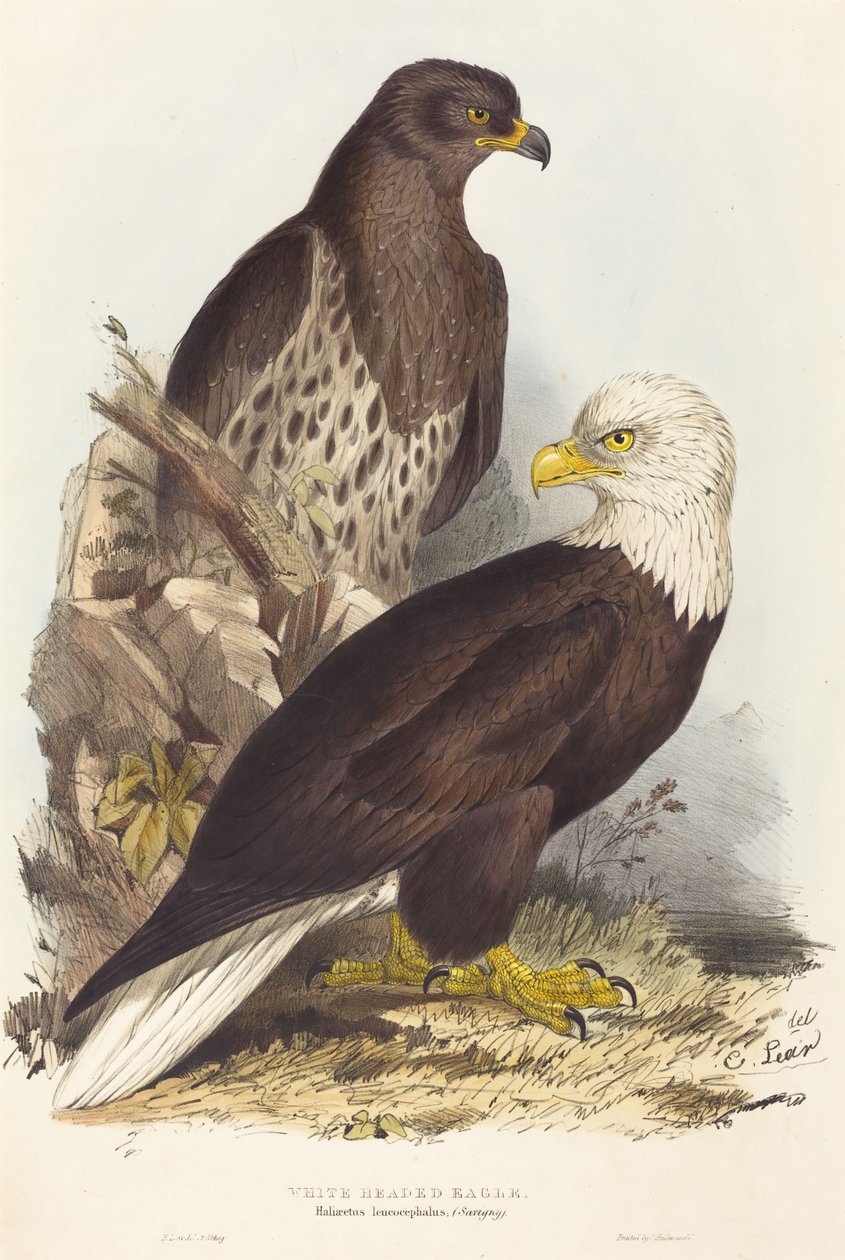 Aigle à tête blanche (Haliaetus leucocephalus) - Edward Lear