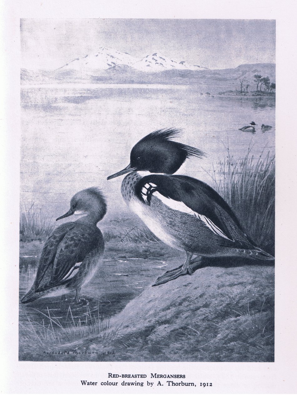 Harle huppé, Nature en Grande-Bretagne publiée par Collins, 1946 - Edward Neale