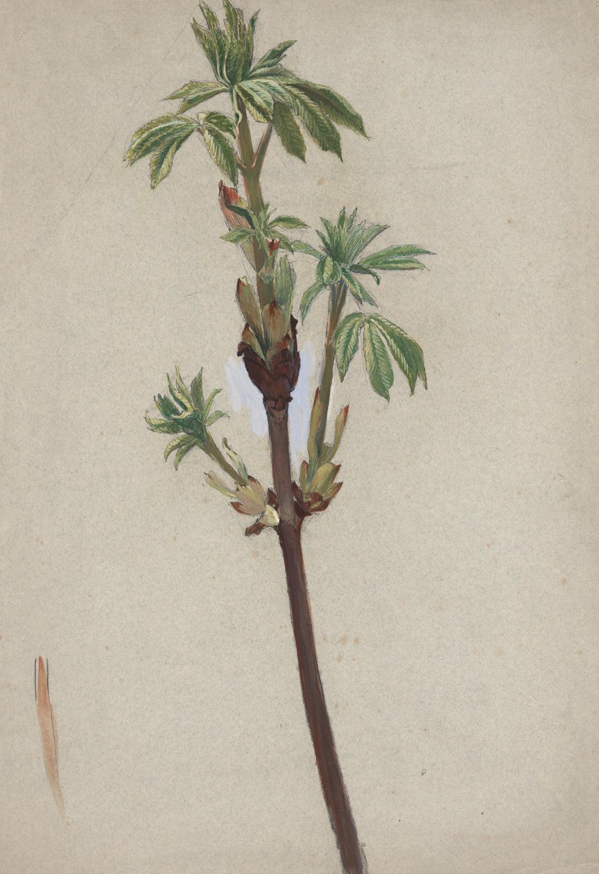 Étude de plante - Edwin Austin Abbey