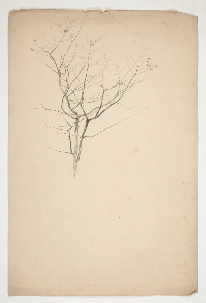 Croquis de branches d