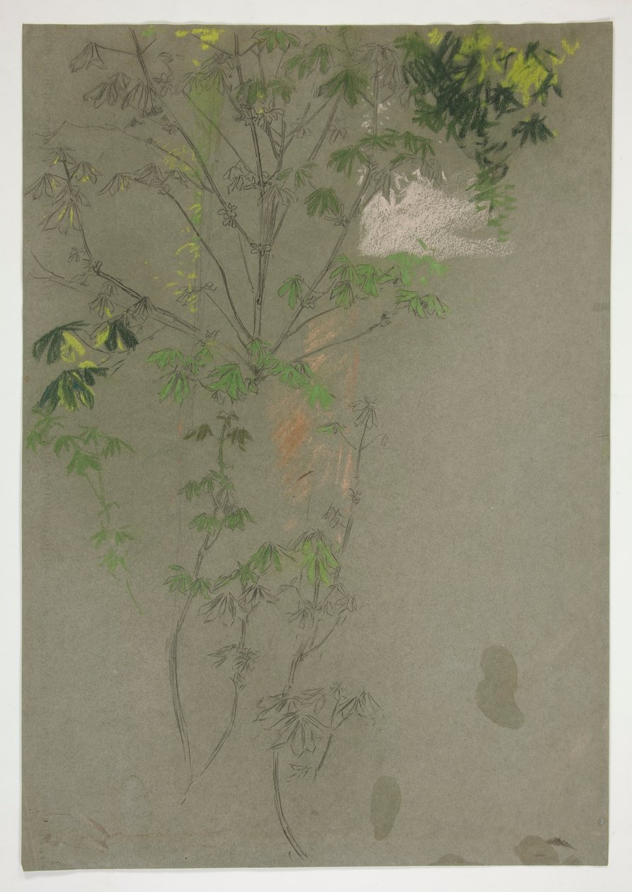 Esquisse de branches d