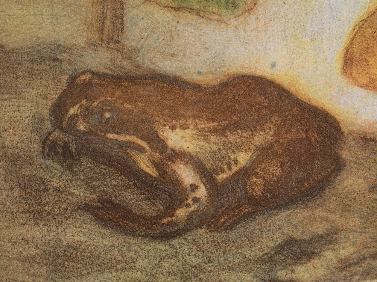 Grenouille avec populage des marais - Eero Järnefelt