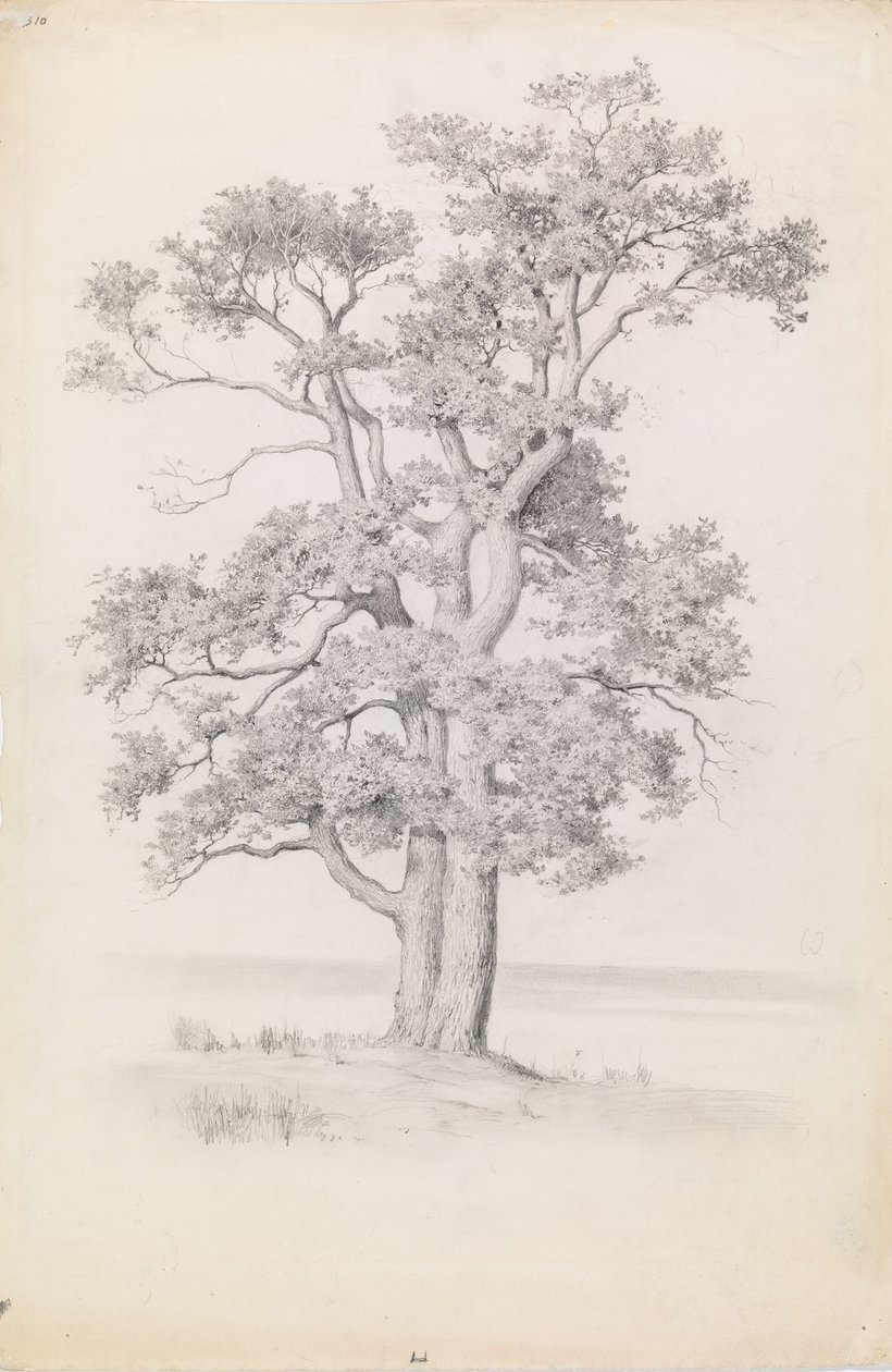 Chêne - Eero Järnefelt