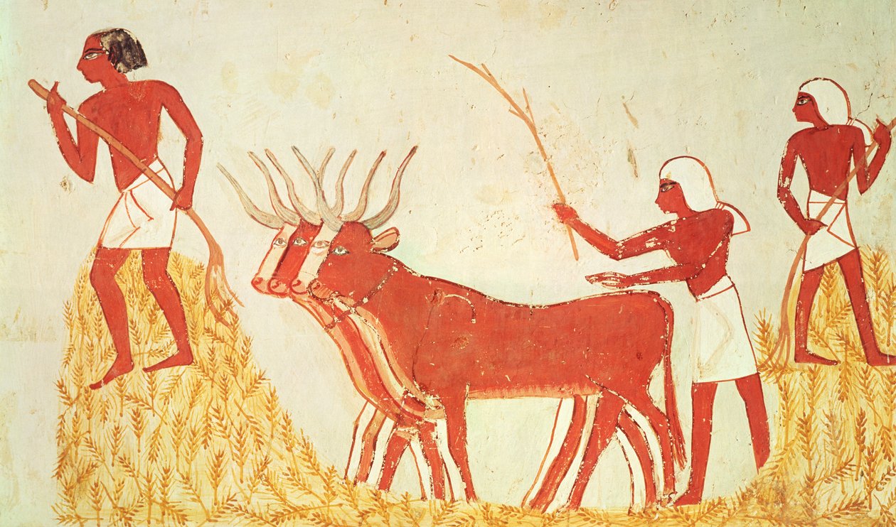 Utilisation de vaches pour fouler le blé, de la tombe de Menna, Nouvel Empire (peinture murale) - Egyptian 18th Dynasty