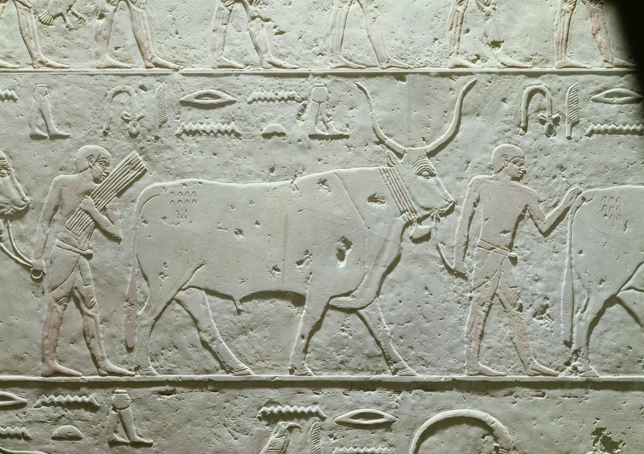 Bouvier menant un taureau, (détail) du Mastaba d