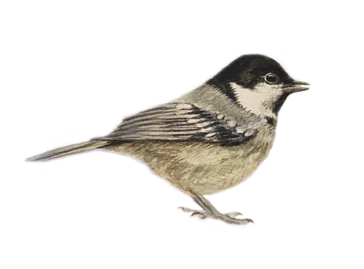 Coal Tit, 2019 (aquarelle et crayon) - Eleanor Grafton