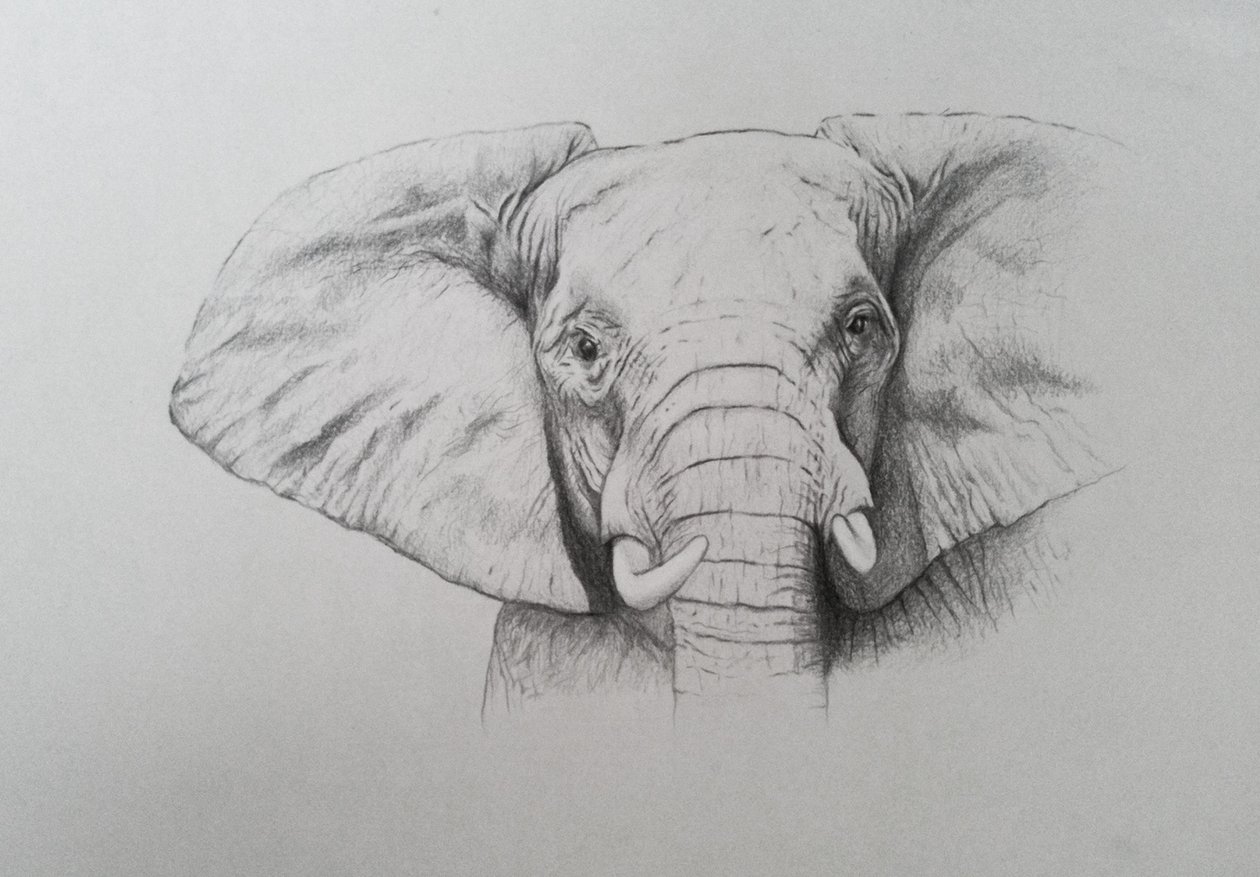 Éléphant, 2011 (aquarelle et crayon sur papier) - Eleanor Grafton