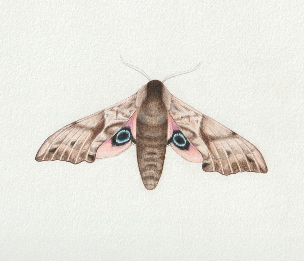 Papillon de nuit aux yeux de faucon, 2023 (aquarelle) - Eleanor Grafton