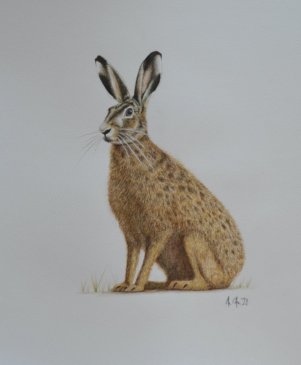 Lièvre, 2021 (aquarelle) - Eleanor Grafton