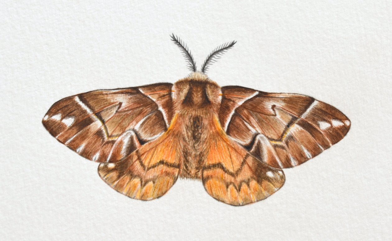 La noctuelle de la gloire de Kentish, 2023 - Eleanor Grafton
