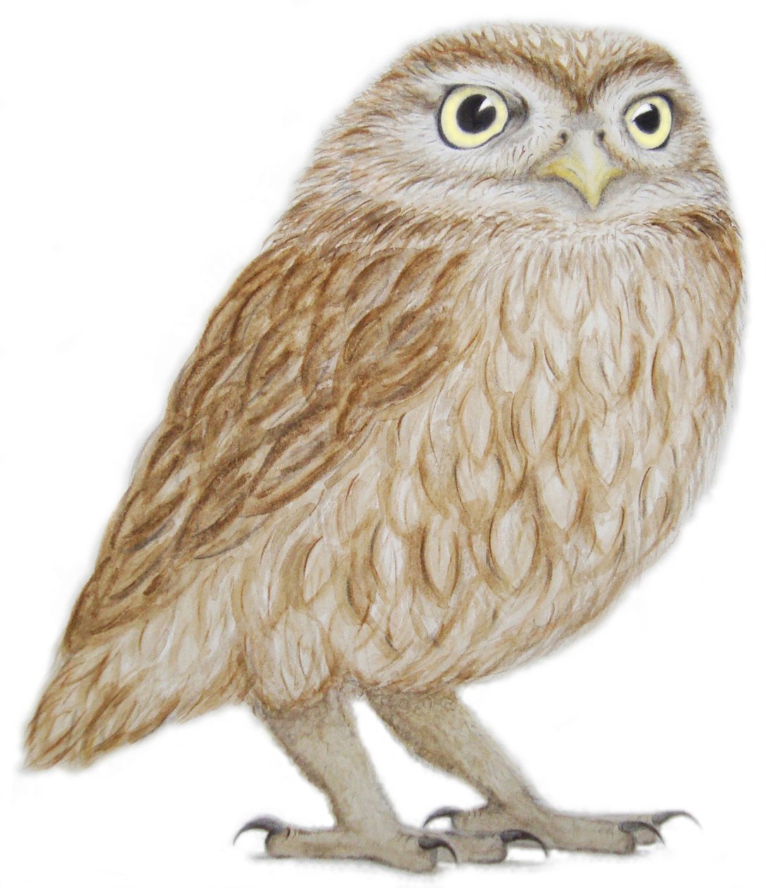 Petit hibou, 2011 (aquarelle et crayon sur papier) - Eleanor Grafton