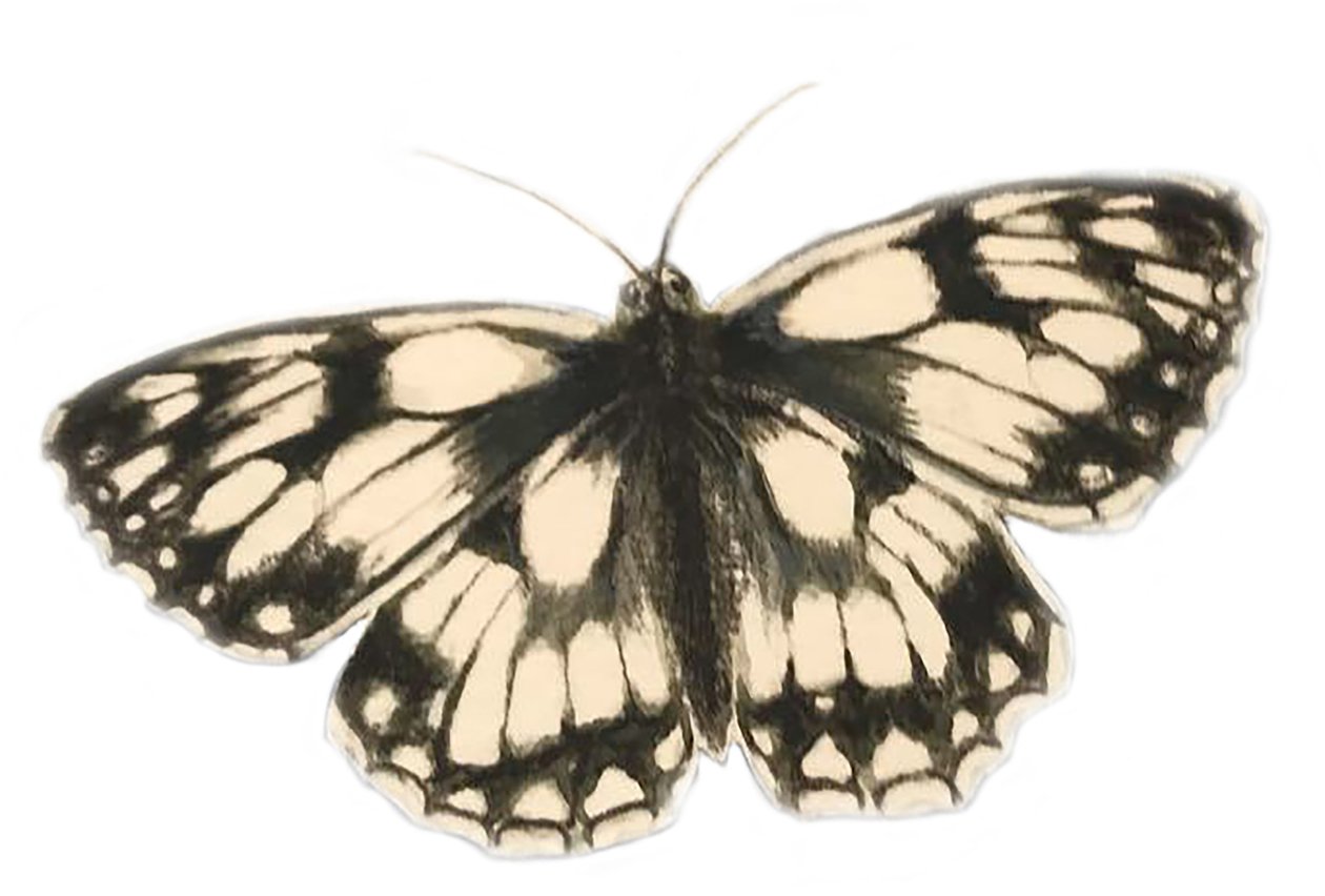Papillon blanc marbré, 2019 (aquarelle et crayon) - Eleanor Grafton