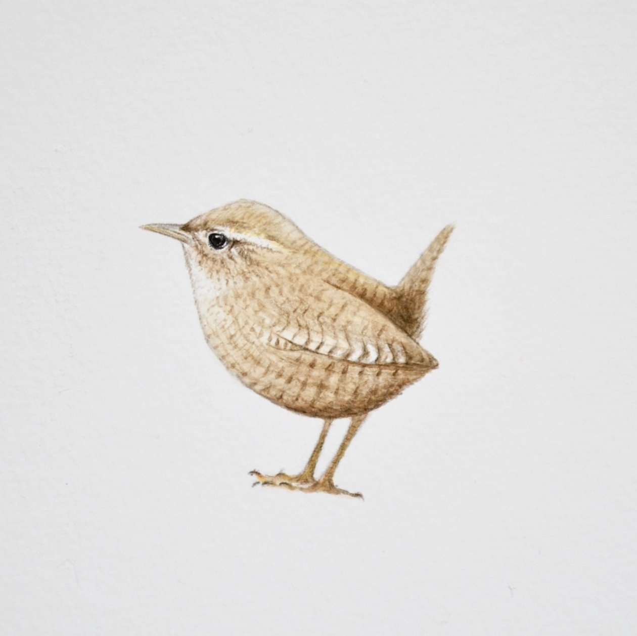 Troglodyte, 2019 (aquarelle et crayon) - Eleanor Grafton