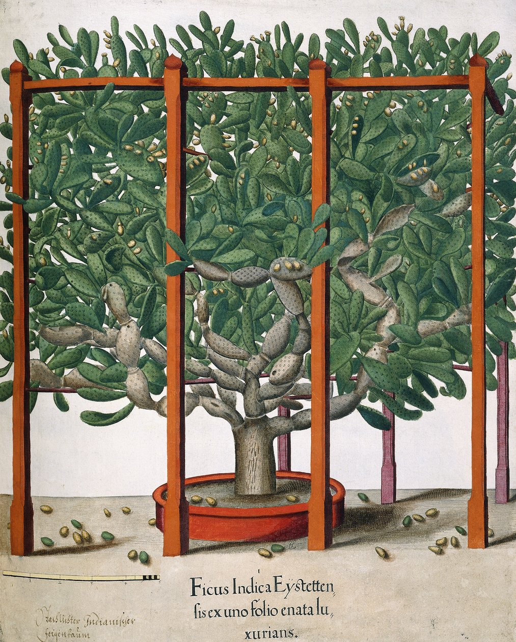 Ficus Indica Eystetten fis ex uno Folio Enata lu Xurians, 1613 - Elias Gottleib Haussmann