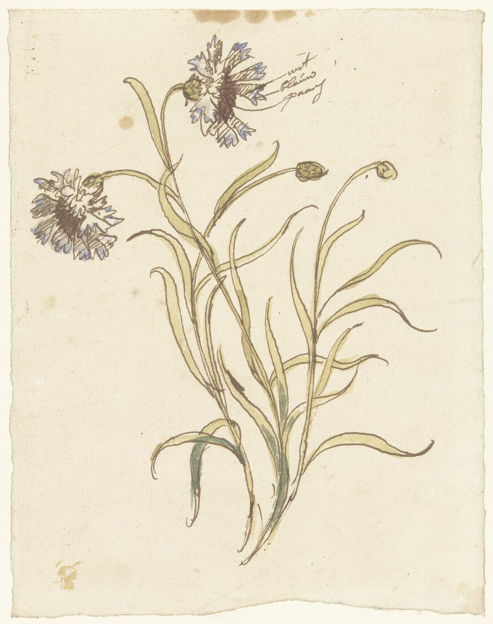 Œillets - Elias van Nijmegen