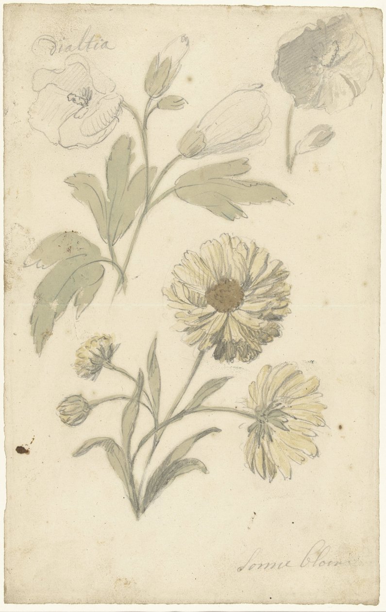 Études de tournesols et de dahlia - Elias van Nijmegen