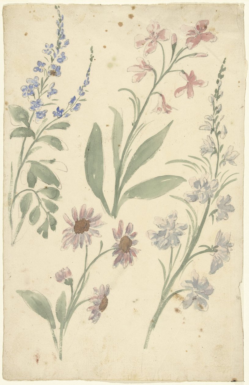 Quatre études de fleurs roses et bleues - Elias van Nijmegen