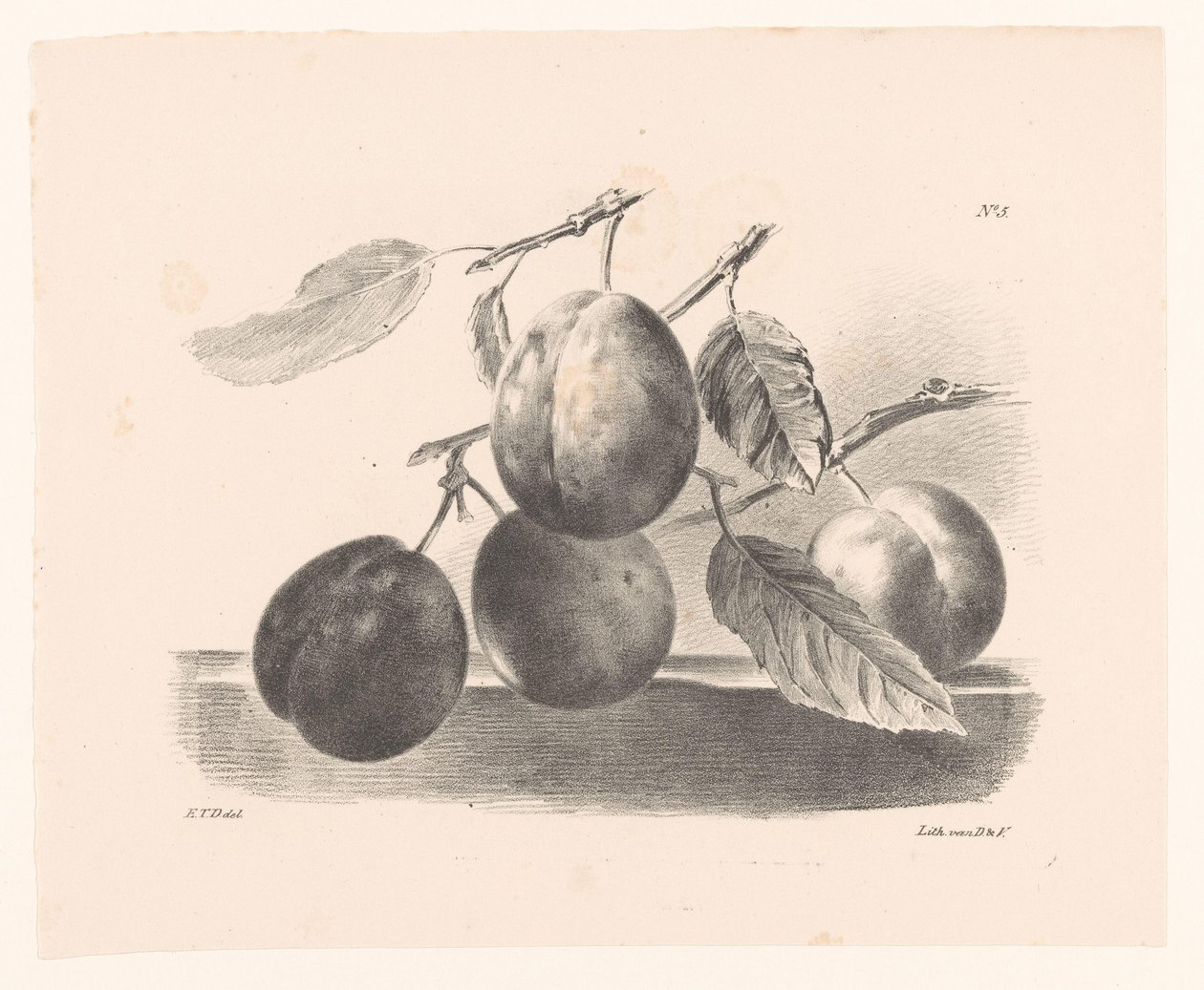 Prunes sur des branches - Elise Therèse Daiwaille