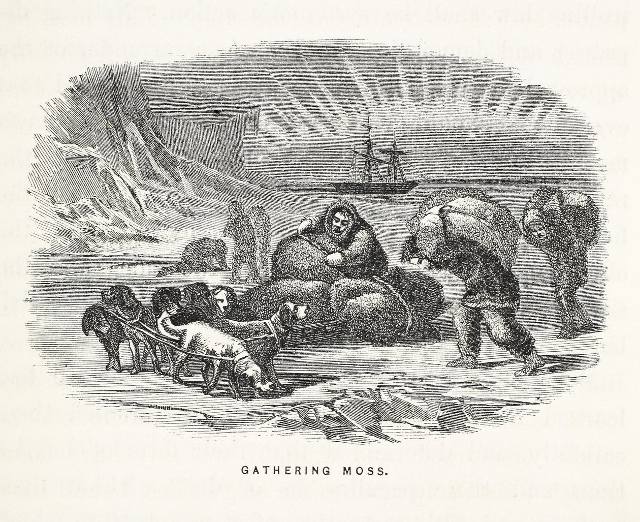 Récolte de mousse, illustration de 