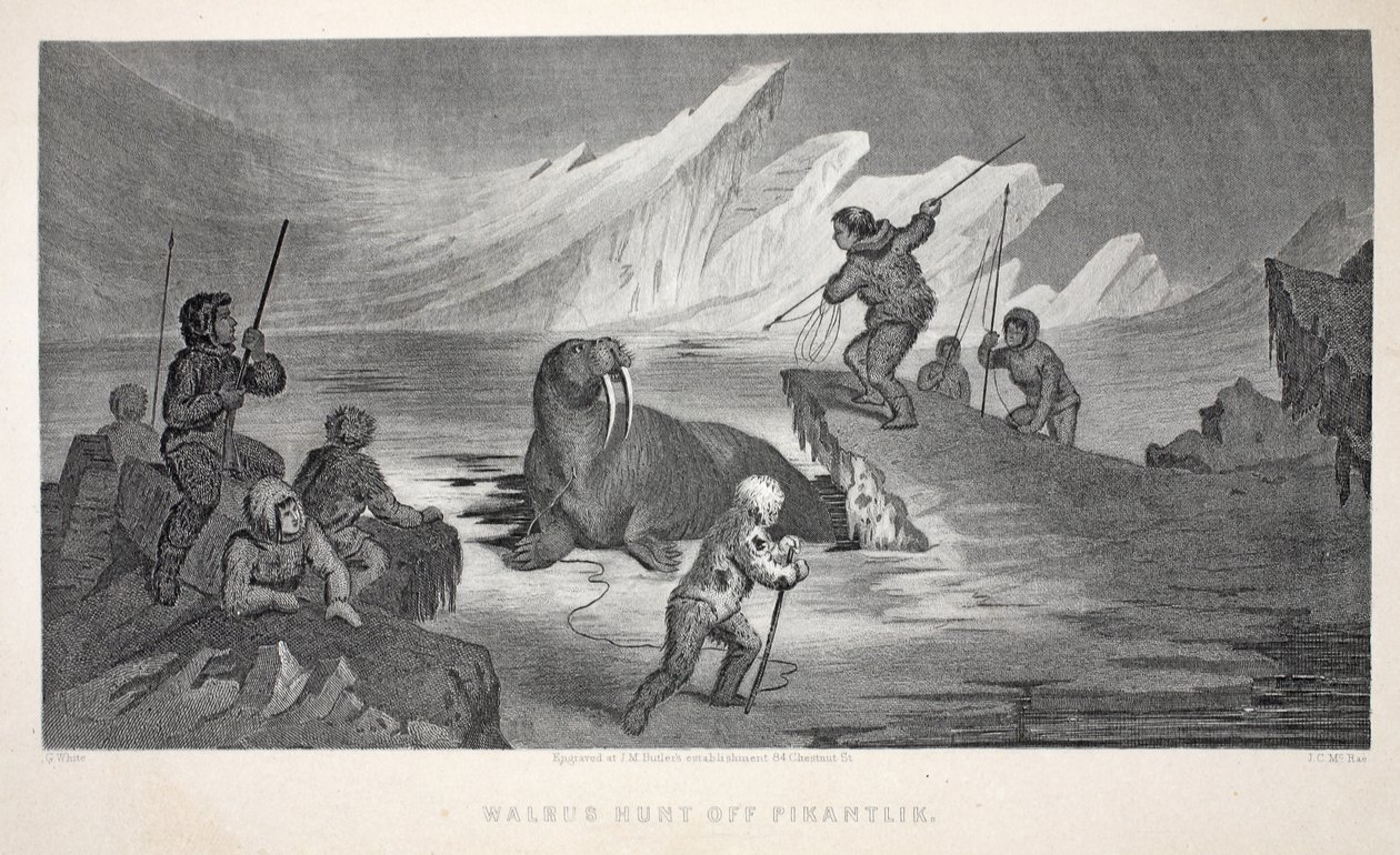 Chasse au morse au large de Pikantlik, illustration de 