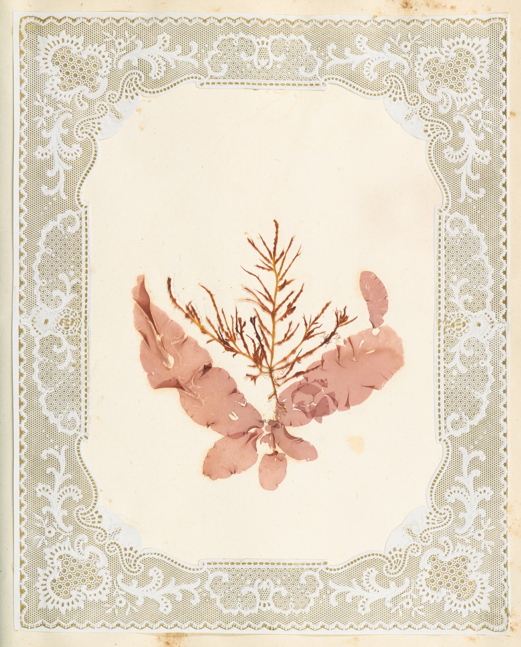 Algues - Eliza A. Jordson