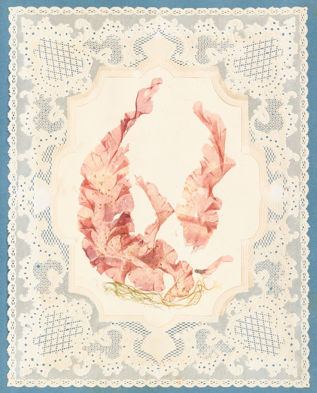 Algues - Eliza A. Jordson