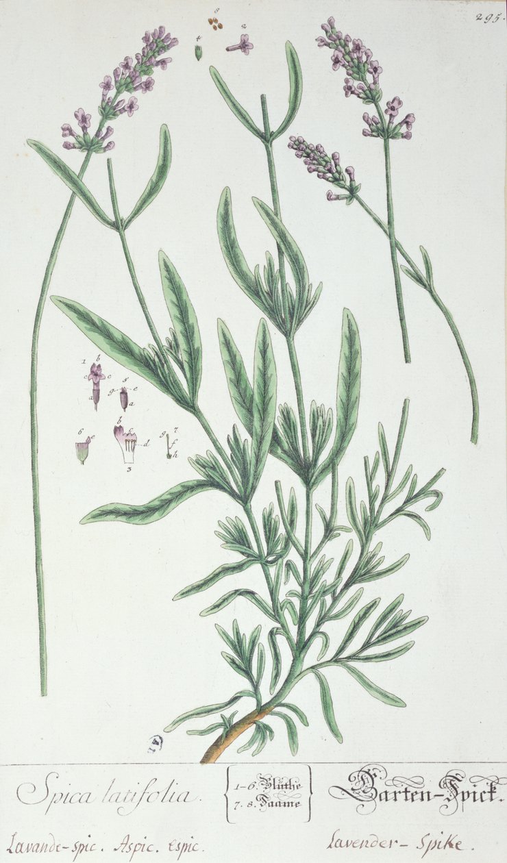Lavande, planche de 