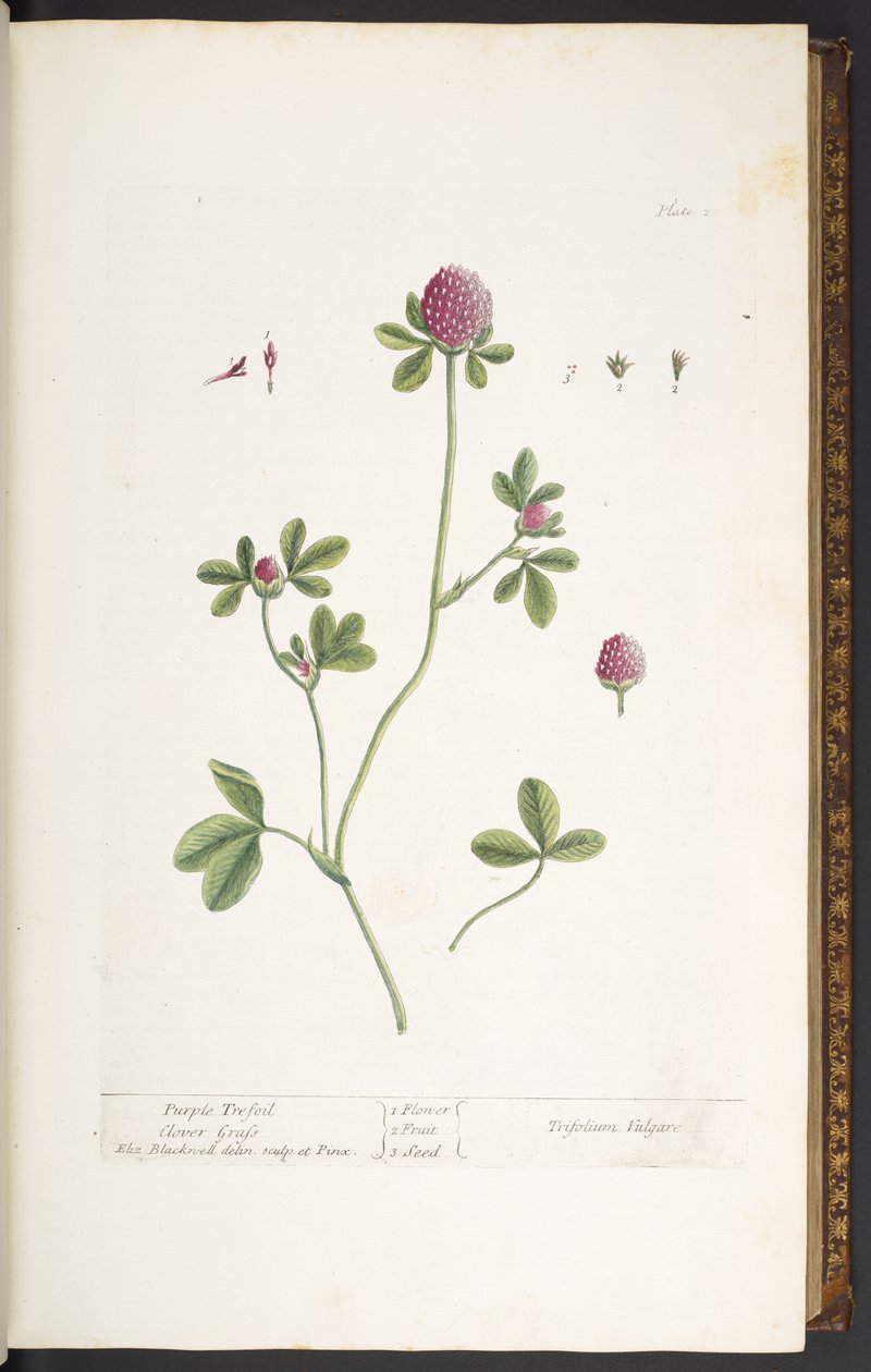 Planche 20, Trèfle violet, de 