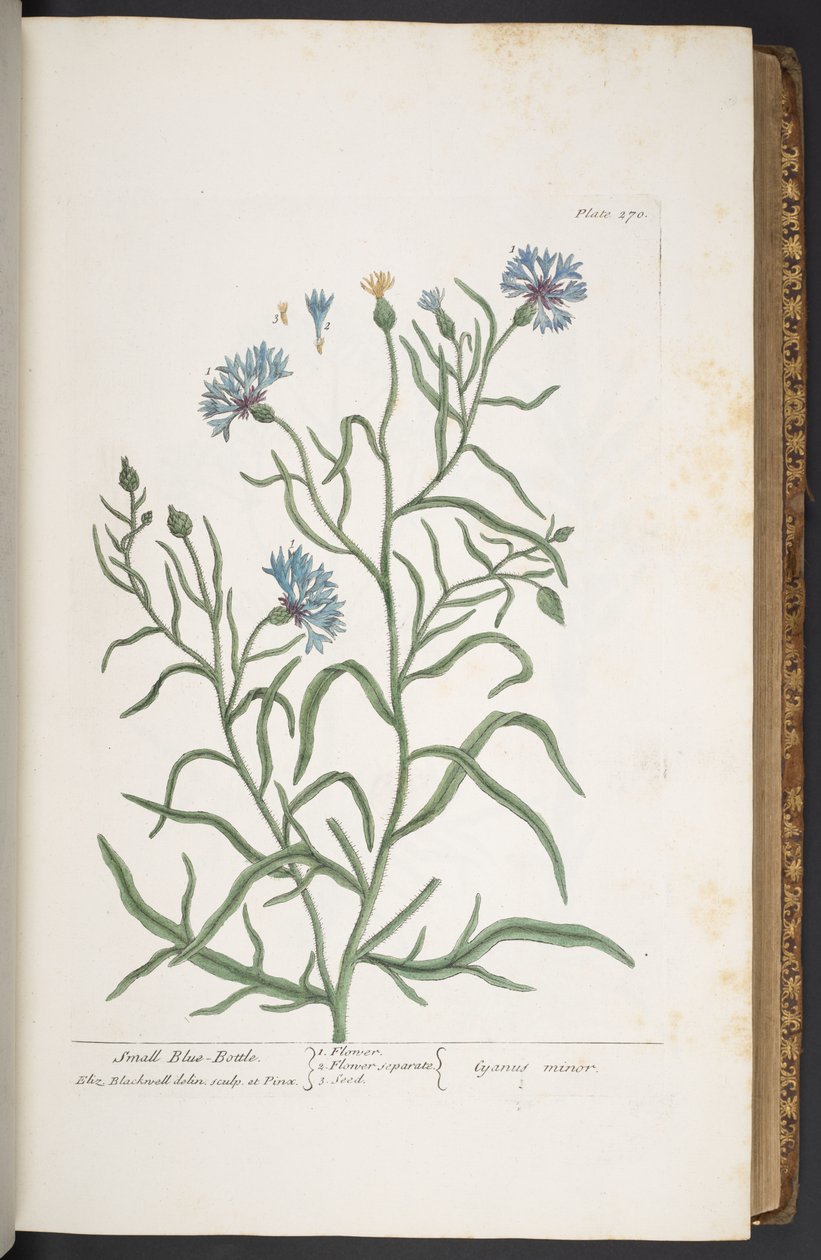 Planche 270, Petite Centaurée, de 